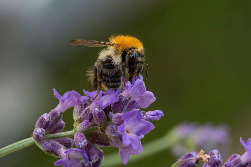 bee has two pairs